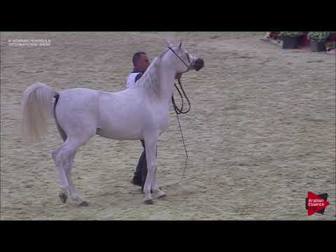 N.97 ASEEL AL JASASIYA - 2019 Qatar Int. Peninsula show - Colts 3 Years Old (Class 6)