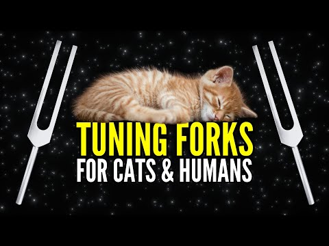 285 Hz + 528 Hz Tuning Fork Healing for Cats & Their Humans 😺 (with Purring)
