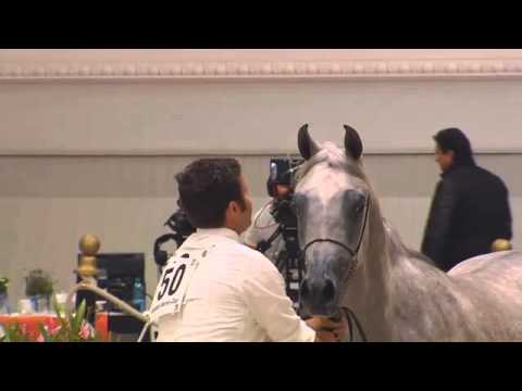 Berlin Cup Werder 2013 - Colts 2 years old (Class 7) - N.50 BARIQ AL SHAQAB
