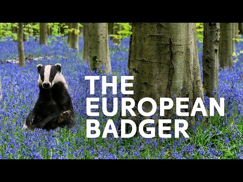 Discover The Wild Faces Of Switzerland Through The Seasons