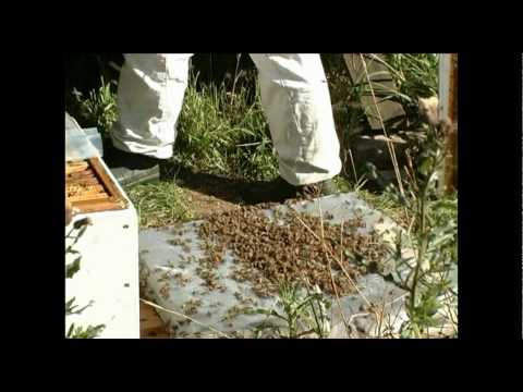 Avläggare på dubbel botten