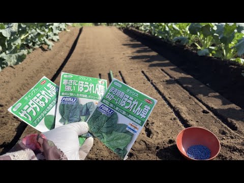 春に種や苗からほうれん草を播種するにはどうすればよいですか？何の品種ですか？  庭園