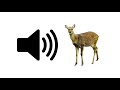 Deer Sound Effect