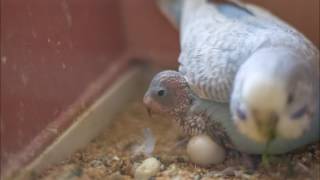 4 weeks  in budgie's life