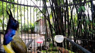 Download lagu BUKTIKAN !! CUKUP 1 MENIT SOGON BAHAN MANAPUN PASTI LANGSUNG RESPON DAN BUNYI mp3 Download lagu BUKTIKAN !! CUKUP 1 MENIT SOGON BAHAN MANAPUN PASTI LANGSUNG RESPON DAN BUNYI mp3