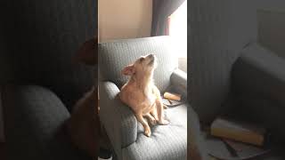 Dog reacts to vocal warm ups