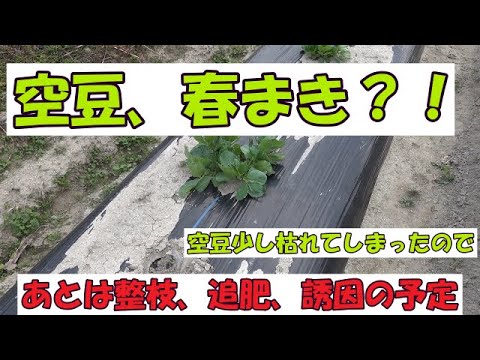 そら豆の準備: オプションの概要 ライフスタイル