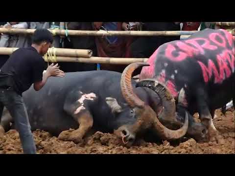 arena poya tallunglipu carok Madura vs bos jpl