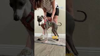 PawPicks: Ruffwear Harness