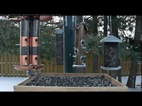 Red Breasted Nuthatch visits CLO feeders, followed by Pine Grosbeak and Black-capped Chickadee