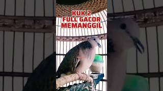 Download lagu Tekukur Kuk 2 Gacor Suara Besar Memanggil Lawan mp3 Download lagu Tekukur Kuk 2 Gacor Suara Besar Memanggil Lawan mp3