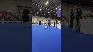 AKC National Championship 2024 Russell terrier Winners Bitch