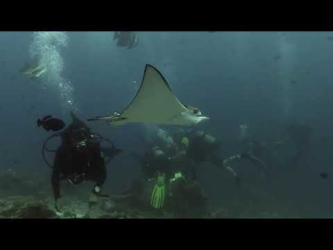 Duikclub Barracuda - Naar de Haaien