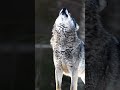 Lobos aullando ASMR #animales #aullando #lobo #asmr