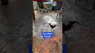 Cruising to Key West? #cruise #keywest