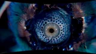 SARNOL - EL DESPERTAR (HD VIDEO)