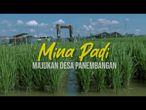 MINA PADI SUKSES MAJUKAN DESA PANEMBANGAN - BANYUMAS