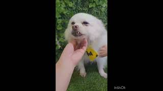 Video preview image #1 Pomeranian Puppy For Sale in Seattle, WA, USA