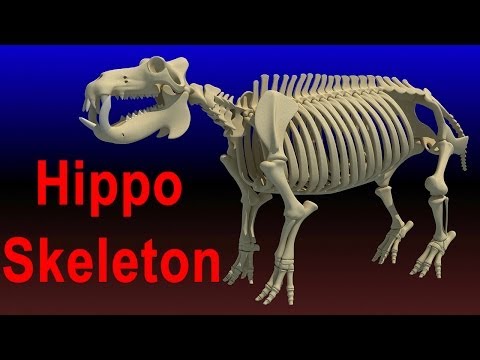 Hippopotamus River Horse Skeleton 3D Model
