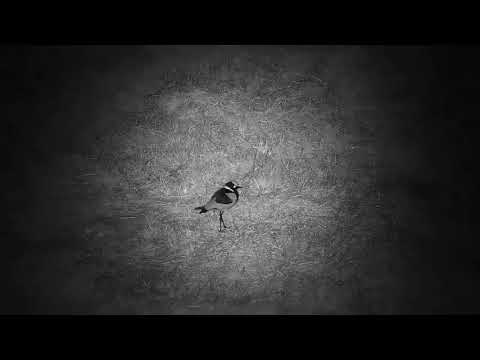 Djuma: Blacksmith Lapwing - 23:18 - 05/17/21