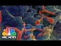 How Bad Will The Ebola Outbreak Get? | NBC News ...