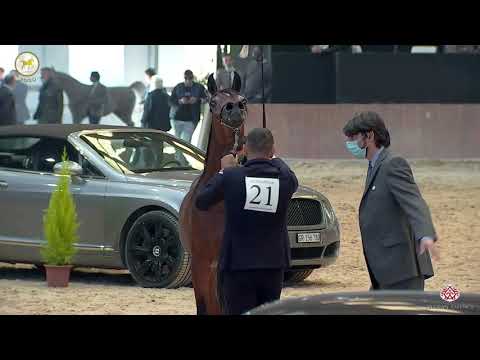 N 21 D TAMJEED   Straight Egyptian World Championship 2020   Fillies 2 3 Years Old Class 2B