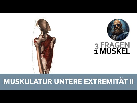 3 Fragen 1 Muskel Untere Extremität 2 | Anatomie Prüfung