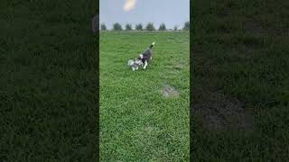 Video preview image #1 Beagle Puppy For Sale in Tampa, FL, USA