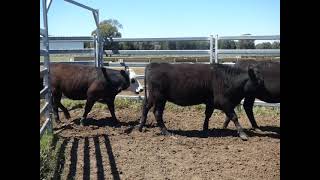Moonie 60 heifers