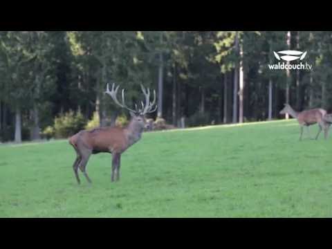 Hirschbrunft in Wittgenstein HD