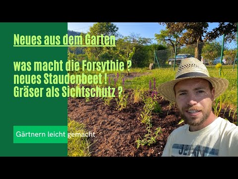 Was macht die Forsythie ? Gräser als Sichtschutz geht das ?