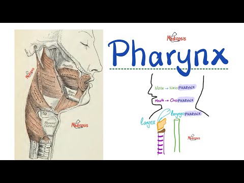 Anatomy of the Pharynx - Pharyngeal Muscles - Anatomy of the Head and Neck