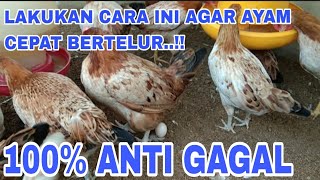 Download lagu DO THIS TO MAKE ELBA CHICKEN LAY EGGS QUICKLY‼️ #bakalpeternak #peternaksrikandilampung mp3