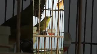 Download lagu local pleci chirping mp3