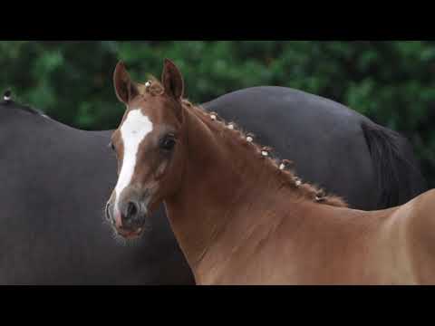 Ponyforum Fohlenauktion 2019