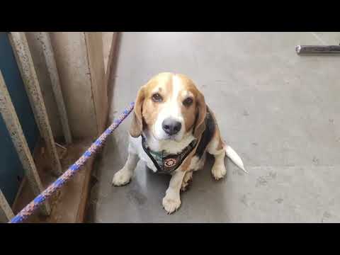 🐕 🐶 Are Enjoying Very Famous Pabbas 🍨🍨🍦 Icecream In Mangalore #drvinbonsaipilla #28/11/25