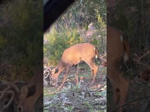 User submitted video