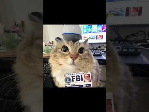 The Best Cat? #cat #edit #rigby #best #fyp #fypシ゚viral #viral