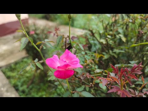 tuaj tos tu nus los tim ub los.