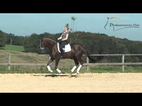 Sunshine *2011 www.pferdesportservice.de