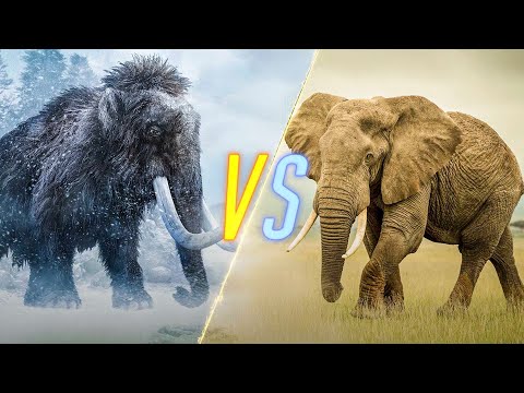 Woolly Mammoth VS Elephant