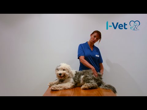 I-Vet - How to assess flea dirt in your pet