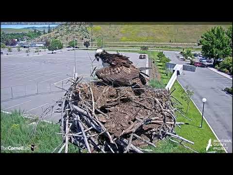 HELLGATE OSPREYS IRIS BRINGS HUGE FISH TO NEST