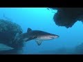 Diving Protea Banks in Winter in 4k - Ragged Tooth, Black Tips & Dolphins