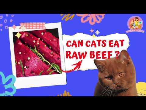 Can Cats Eat Raw Beef? 5 Things You Need to Know Before Feeding Your Cat Raw Meat! #cats