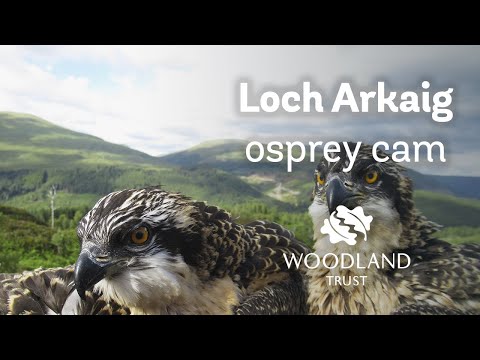 Arkaig osprey chicks exercise and stretch their wings on the nest - Loch Arkaig Osprey Cam (2020)