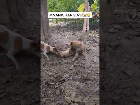 mnaona nina mikono 10 🤣🤣🤣🤣🤣🤣🤣🤣🤣🤣🤣🤣