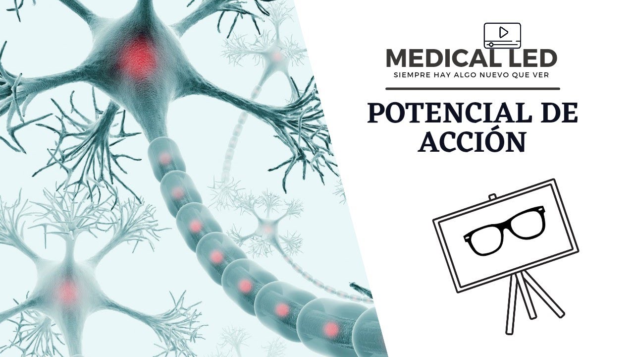 POTENCIAL DE ACCIÓN: Fases y conceptos clave