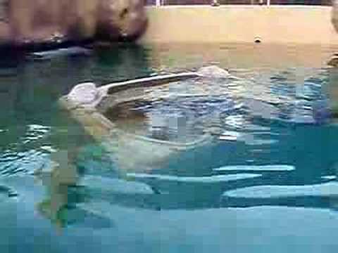 Atlantis Marine World (Swimming With Seals)