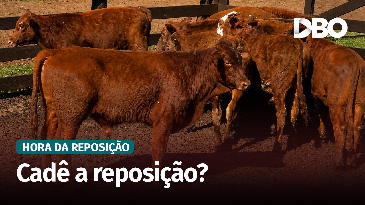 Bezerro “sumiu” no Paraná e em SC: “Vai ser difícil segurar os preços”
